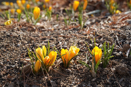Yellow shafran flowers bloom in early spring garden