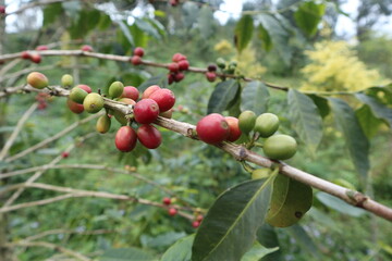 fresh and mature fruit of coffee design for growth concept