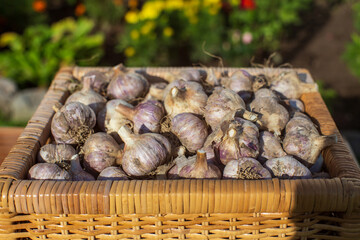 Ripe fresh healthy diet vegetarian food with vitamins. Garlic basket