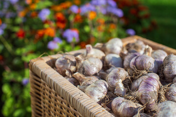 Ripe fresh healthy diet vegetarian food with vitamins. Garlic basket