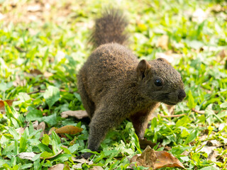 squirrel eating peel