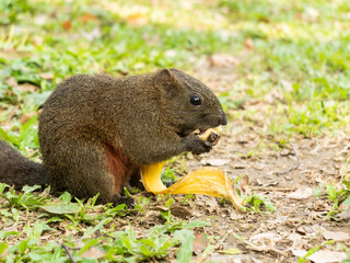 squirrel eating peel