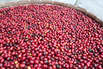 fresh and mature fruit of coffee design for growth concept