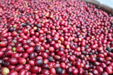 fresh and mature fruit of coffee design for growth concept