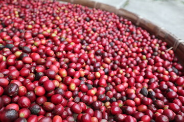 fresh and mature fruit of coffee design for growth concept