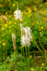 Plantain flowers among the blooming steppe