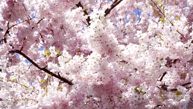 pink sakura blossom in spring nature, slow motion, summertime