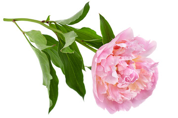 Pink peony flower on white