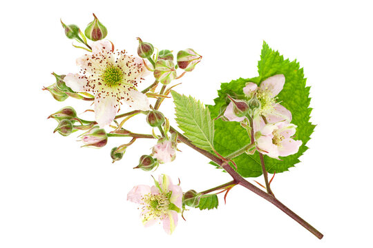 Blackberry blossom flower deatil