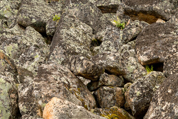 Mountain rocks covered with colorful moss, lichen and  mold.
