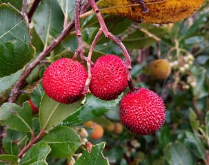 Delicious arctic fruit on the tree