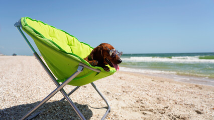 Dachshund in a green tourist chair sunbathing on the seashore. funny puppy in sunglasses on the background of the sea