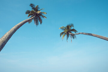 Two tropical coconut palm trees on beach with clear blue sky and copy-space