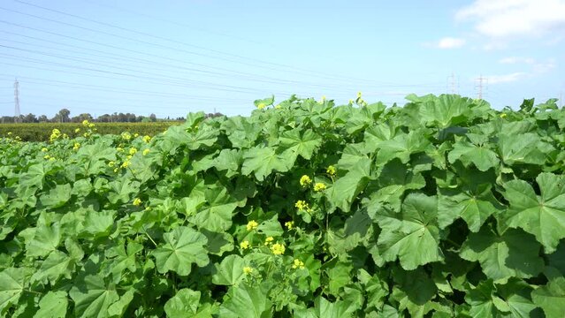A large green Malva (Hubiza) grows in the wild