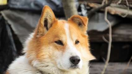 beautifull portrait of a red dog. Close-up photo of a dog