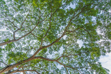 The beauty of the trees seen from below