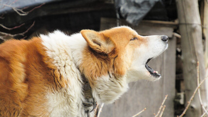 Obraz premium beautifull portrait of a red dog. Close-up photo of a dog