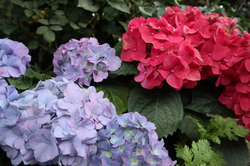 blooming and elegant hydrangeas design for gardening and bright decoration of home