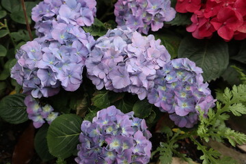 Obraz premium blooming and elegant hydrangeas design for gardening and bright decoration of home