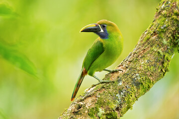 Fototapeta premium The emerald toucanet or northern emerald toucanet (Aulacorhynchus prasinus) is a species of near-passerine bird in the family Ramphastidae occurring in mountainous regions of Mexico and Central Americ