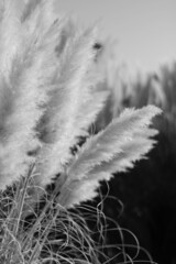 Pampas grass