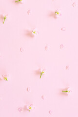 Cherry blossoms on pink background.  ピンク背景上の桜の花