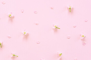Obraz na płótnie Canvas Cherry blossoms on pink background. ピンク背景上の桜の花