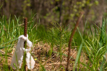 Young pine seedling in spring