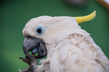 portrait of a parrot