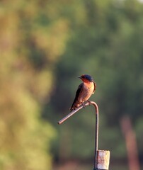 Pacific swallow bird on a metal rod