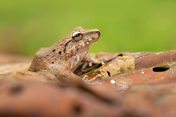 Craugastor fitzingeri is a species of frog in the family Craugastoridae. It is found in northwestern Colombia, Panama, Costa Rica, eastern Nicaragua, and northeastern Honduras.