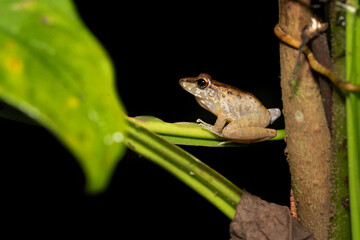 Craugastor fitzingeri is a species of frog in the family Craugastoridae. It is found in northwestern Colombia, Panama, Costa Rica, eastern Nicaragua, and northeastern Honduras.