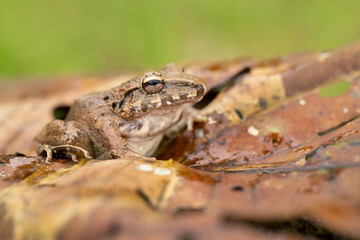 Craugastor fitzingeri is a species of frog in the family Craugastoridae. It is found in northwestern Colombia, Panama, Costa Rica, eastern Nicaragua, and northeastern Honduras.