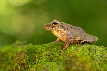 Craugastor fitzingeri is a species of frog in the family Craugastoridae. It is found in northwestern Colombia, Panama, Costa Rica, eastern Nicaragua, and northeastern Honduras.