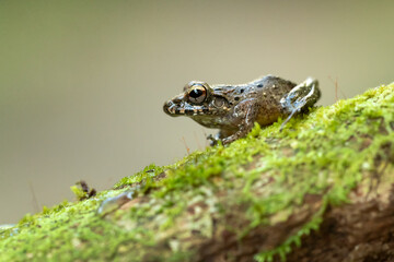 Craugastor fitzingeri is a species of frog in the family Craugastoridae. It is found in northwestern Colombia, Panama, Costa Rica, eastern Nicaragua, and northeastern Honduras.