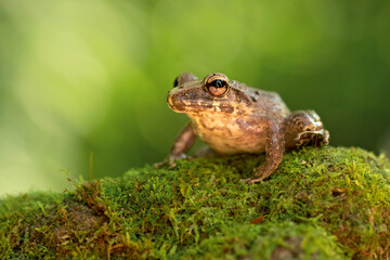 Craugastor fitzingeri is a species of frog in the family Craugastoridae. It is found in northwestern Colombia, Panama, Costa Rica, eastern Nicaragua, and northeastern Honduras.