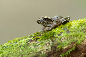 Craugastor fitzingeri is a species of frog in the family Craugastoridae. It is found in northwestern Colombia, Panama, Costa Rica, eastern Nicaragua, and northeastern Honduras.