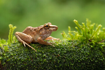 Craugastor fitzingeri is a species of frog in the family Craugastoridae. It is found in northwestern Colombia, Panama, Costa Rica, eastern Nicaragua, and northeastern Honduras.