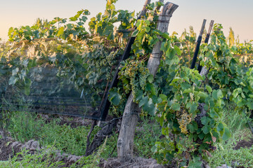 Fototapeta na wymiar Rosé wine grape in vineyard at sunset.