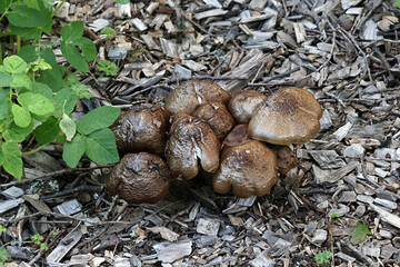 Deer shield mushroom from Finland 