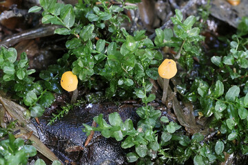 Swamp beacon, also known as bog beacon, wild fungus from Finland