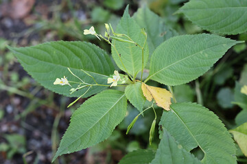 Small balsam, also called Smallflower touchmenot, wild plant from Finland