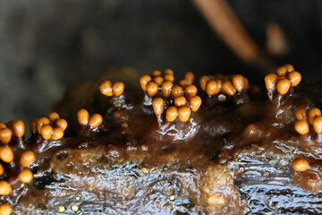 Slime mold from Finland, no common English name