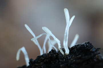 Clavarioid fungus growing on aspen deadwood in Finland