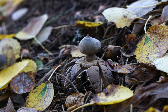 Baked earthstar, also known as beret earthstar, wild fungus from Finland