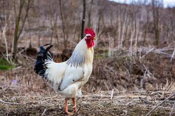 A beautiful white rooster in the country.