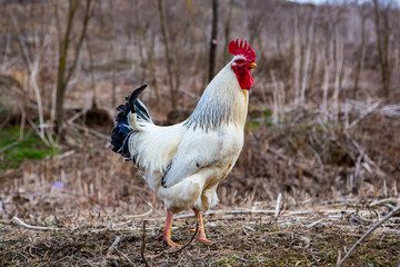 A beautiful white rooster in the country.