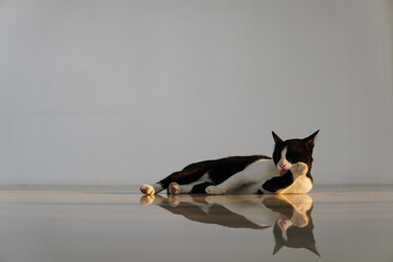 Cute cat lying on the floor licking its paws, cat lying on the right side of the photo, left with copy space, sunlight shining in the room.