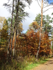 Autumn in the forest