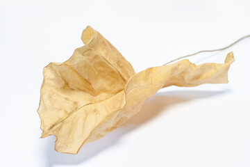 dried large yellow leaf of the plant